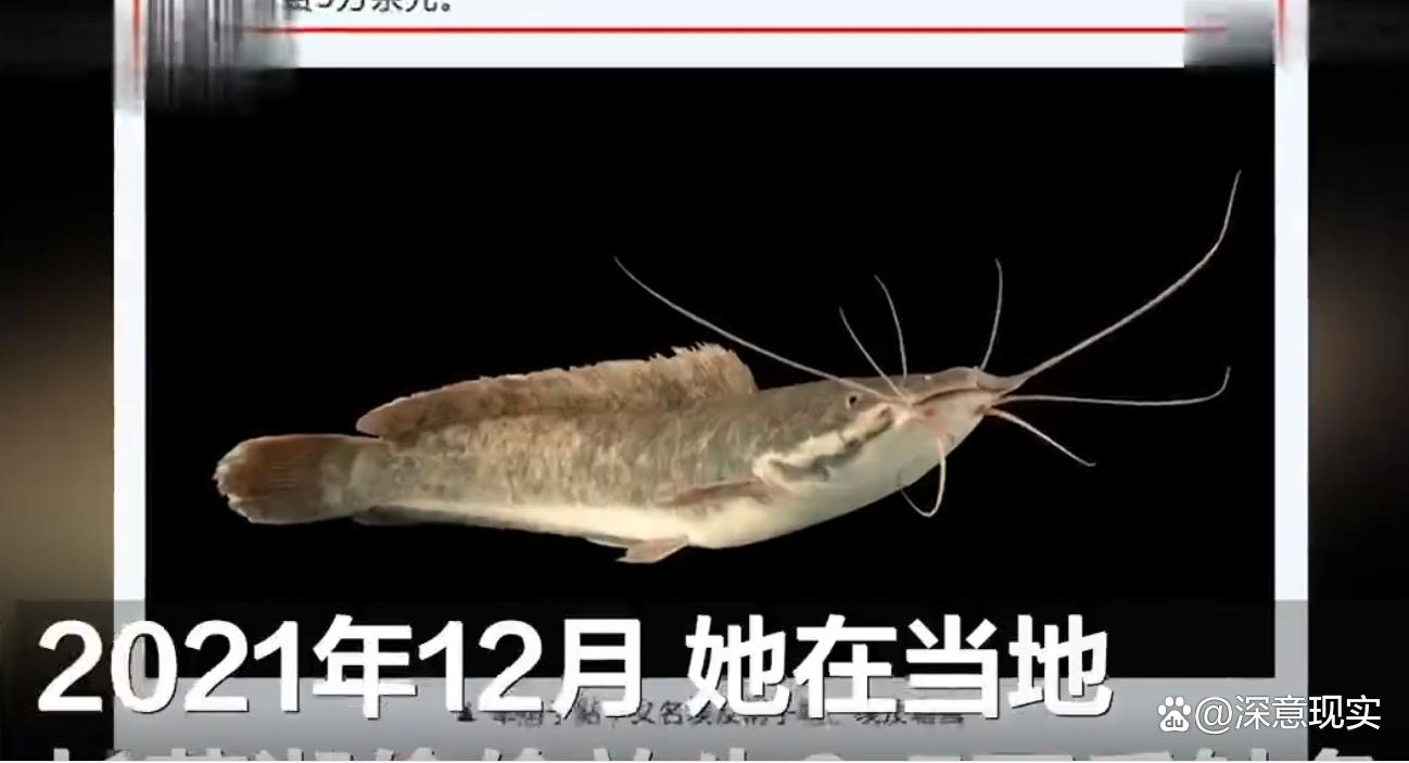 王中王493333特马王中王和放生2.5万斤外来鲇鱼与放生鲇鱼的功德
