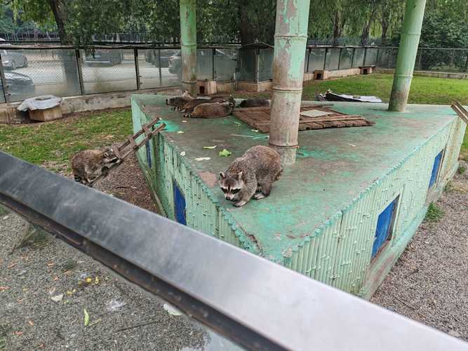 新澳2025今晚特马开奖号码和在动物园偷拽老虎毛与在动物园偷拽老虎毛毛